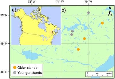 Post-cutting Mortality Following Experimental Silvicultural Treatments in Unmanaged Boreal Forest Stands